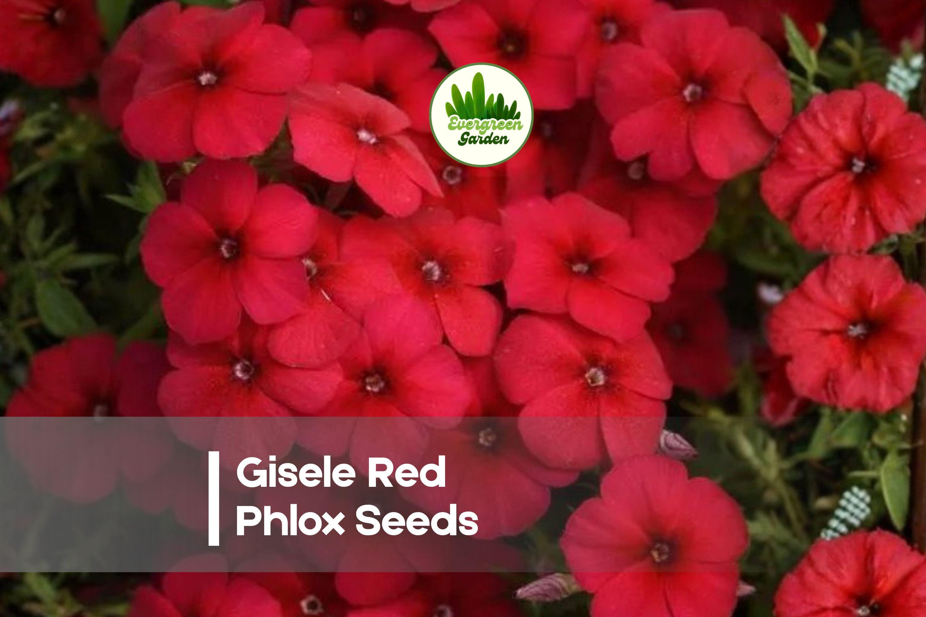 Gisele Red Phlox Seeds, Annual Flower, Bright Red Blooms, Phlox drummondii, Pollinator-Friendly, for Borders & Containers