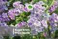 100+ Sugar Stars Phlox Seeds - Starry Violet Annual Flowers for Borders, Containers & Pollinator Gardens | Phlox drummondii