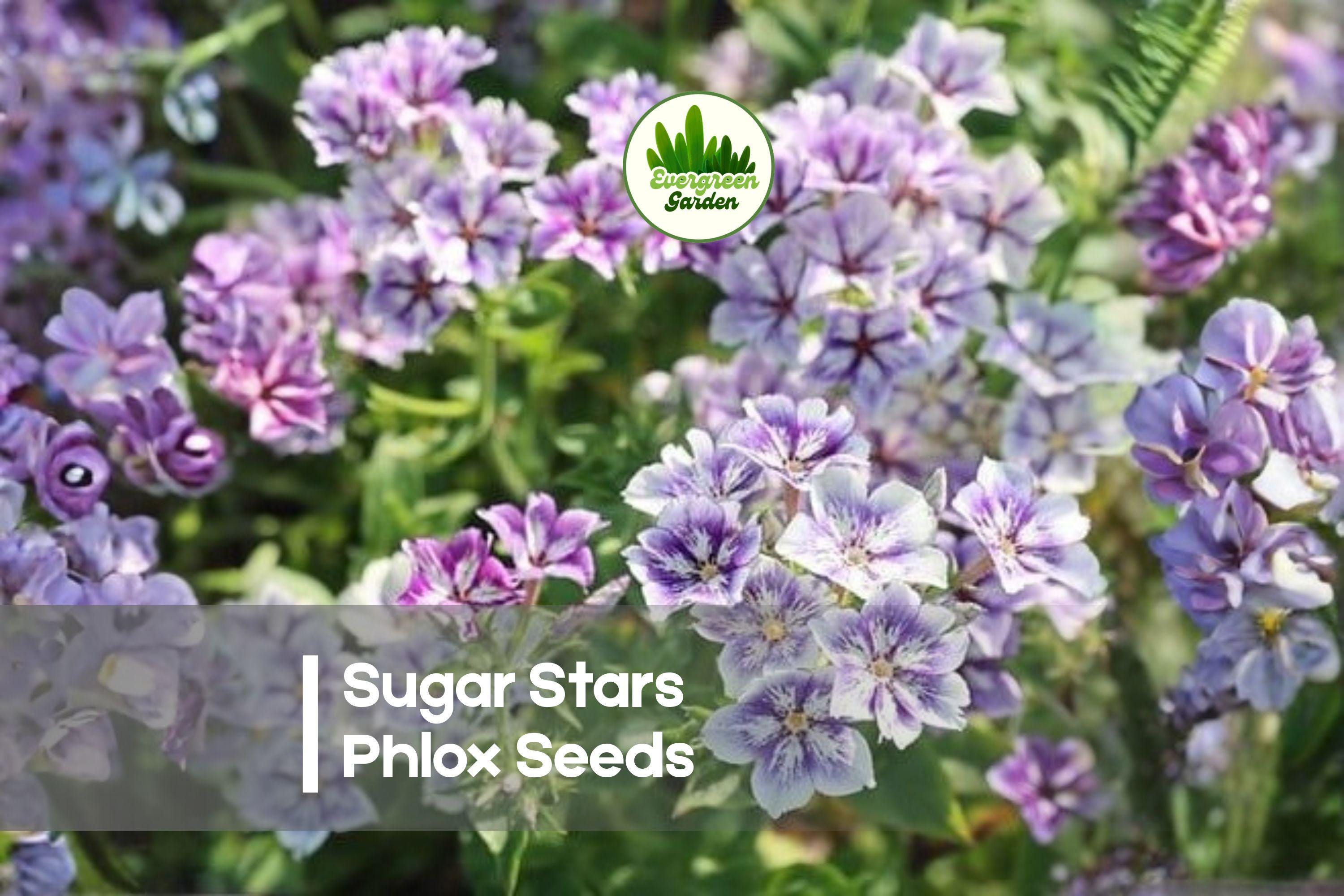 100+ Sugar Stars Phlox Seeds - Starry Violet Annual Flowers for Borders, Containers & Pollinator Gardens | Phlox drummondii