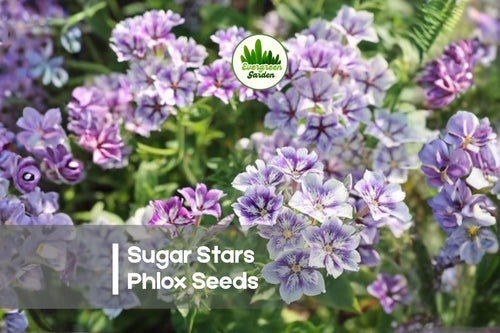 100+ Sugar Stars Phlox Seeds - Starry Violet Annual Flowers for Borders, Containers & Pollinator Gardens | Phlox drummondii