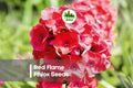Red Flame Phlox Seeds - Bright Red Annual Flower for Borders, Containers & Pollinator Gardens | Phlox drummondii