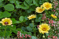 Painted Daisy Seeds – Glebionis carinata, Colorful Multi-Toned Annual Flower for Borders & Wildflower Gardens