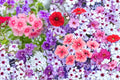 Annual Phlox Seeds – Phlox drummondii, Colorful Flower Clusters, Garden Border & Container Plant, 100 Seeds