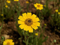 Yellowray Goldfields Wildflower Seeds – Heirloom Non-GMO Lasthenia glabrata for Native Gardens & Sunny Landscapes