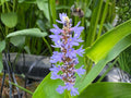Pickerel Weed Seeds | Pontederia cordata Aquatic Plant for Water Gardens, Ponds & Wetlands, Non-GMO Heirloom Seeds