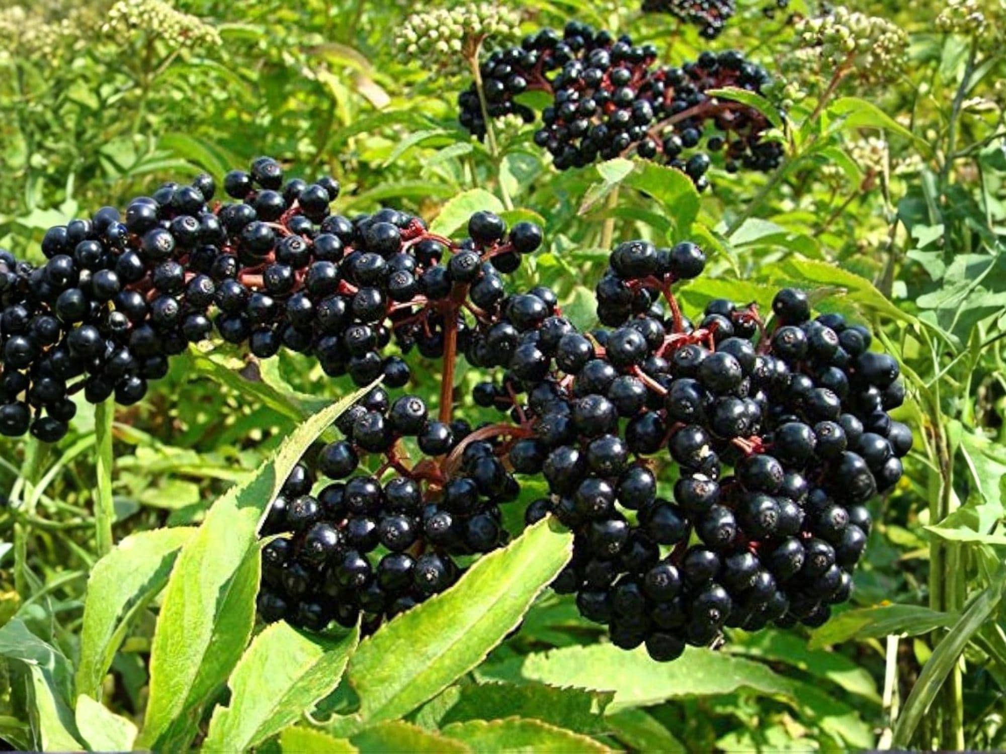 Sambucus canadensis Seeds – American Elderberry Native Shrub Heirloom Non-GMO for Wildlife Gardens & Hedges