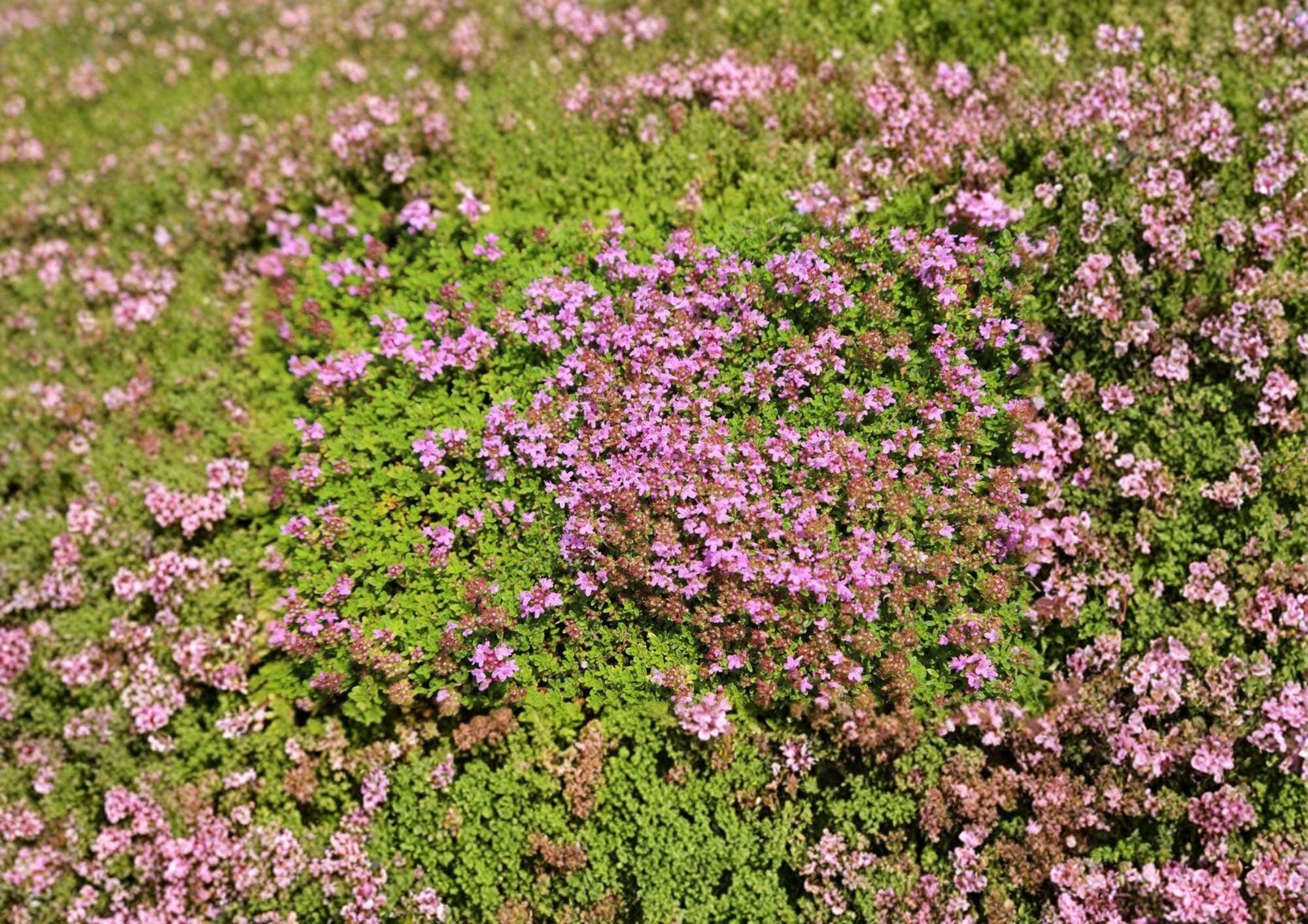 1000+ Creeping Thyme Seeds Thymus serpyllum Perennial Groundcover for Lawns, Purple Flower, Fragrant Herb, Pollinator-Friendly, Low Maintenance
