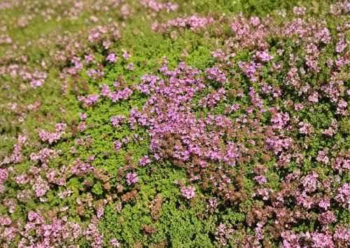1000+ Creeping Thyme Seeds Thymus serpyllum Perennial Groundcover for Lawns, Purple Flower, Fragrant Herb, Pollinator-Friendly, Low Maintenance