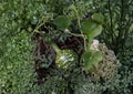 Speckled Swan Gourd Seeds Heirloom Non-GMO Ornamental Climbing Vine for Garden Decor and Crafts