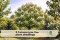 Catalpa Tree Live Seedlings – 1-2 Year Old Flowering Shade Trees for Landscaping, Garden, Outdoors, Catalpa speciosa