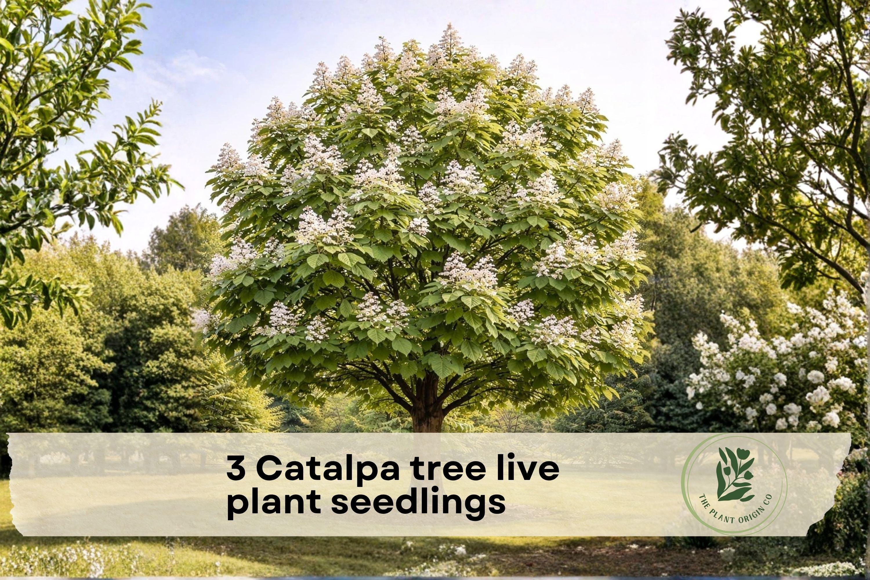 Catalpa Tree Live Seedlings – 1-2 Year Old Flowering Shade Trees for Landscaping, Garden, Outdoors, Catalpa speciosa