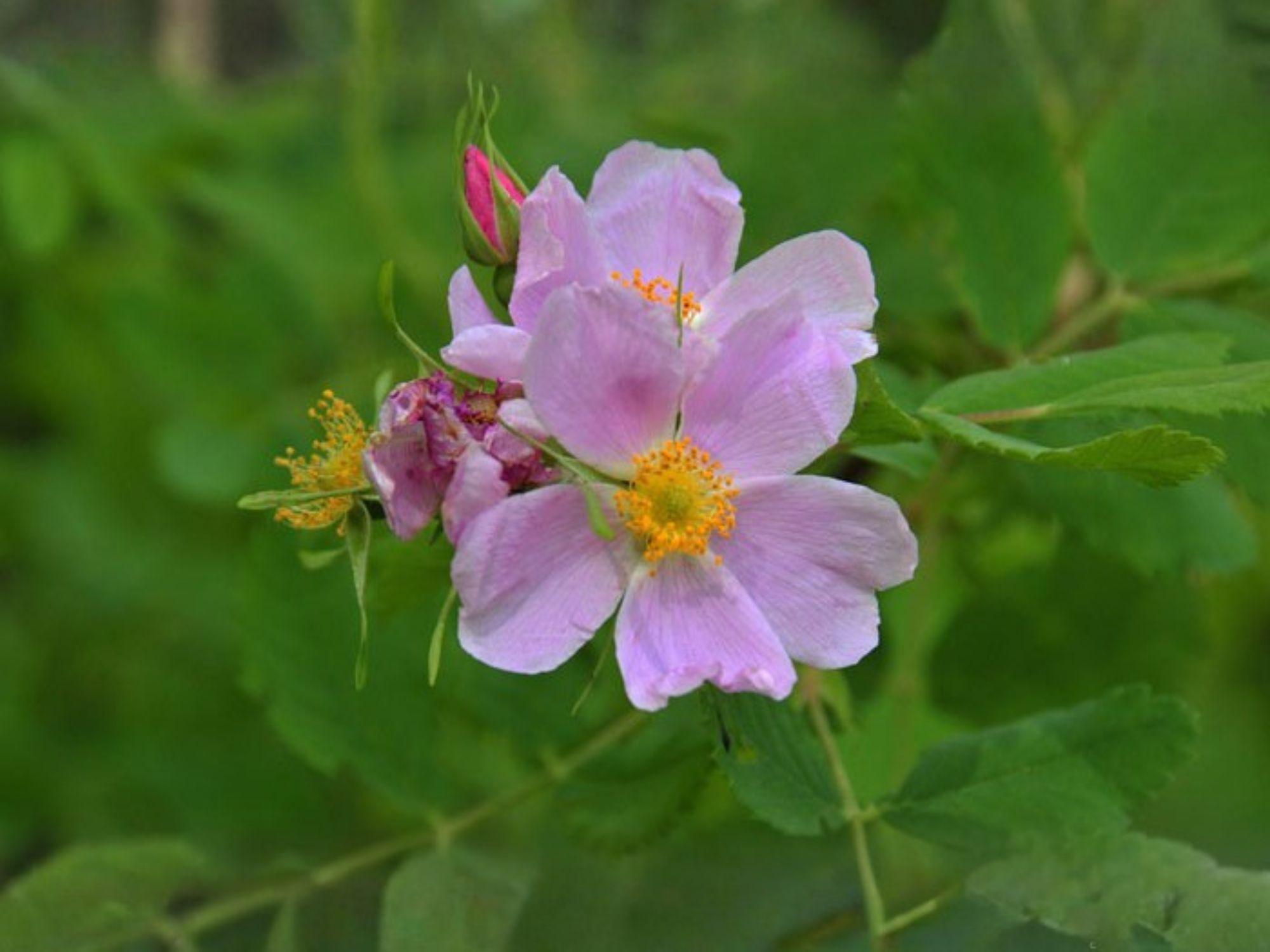 Rosa Woodsii Seeds, Common Wild Rose, Heirloom Fragrant Pink Blooms, Non-GMO Native Rose Seeds