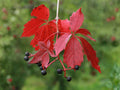 Virginia Creeper Seeds, Parthenocissus quinquefolia, Native Climbing Vine, Heirloom Non-GMO, Garden Trellis & Fence Climber