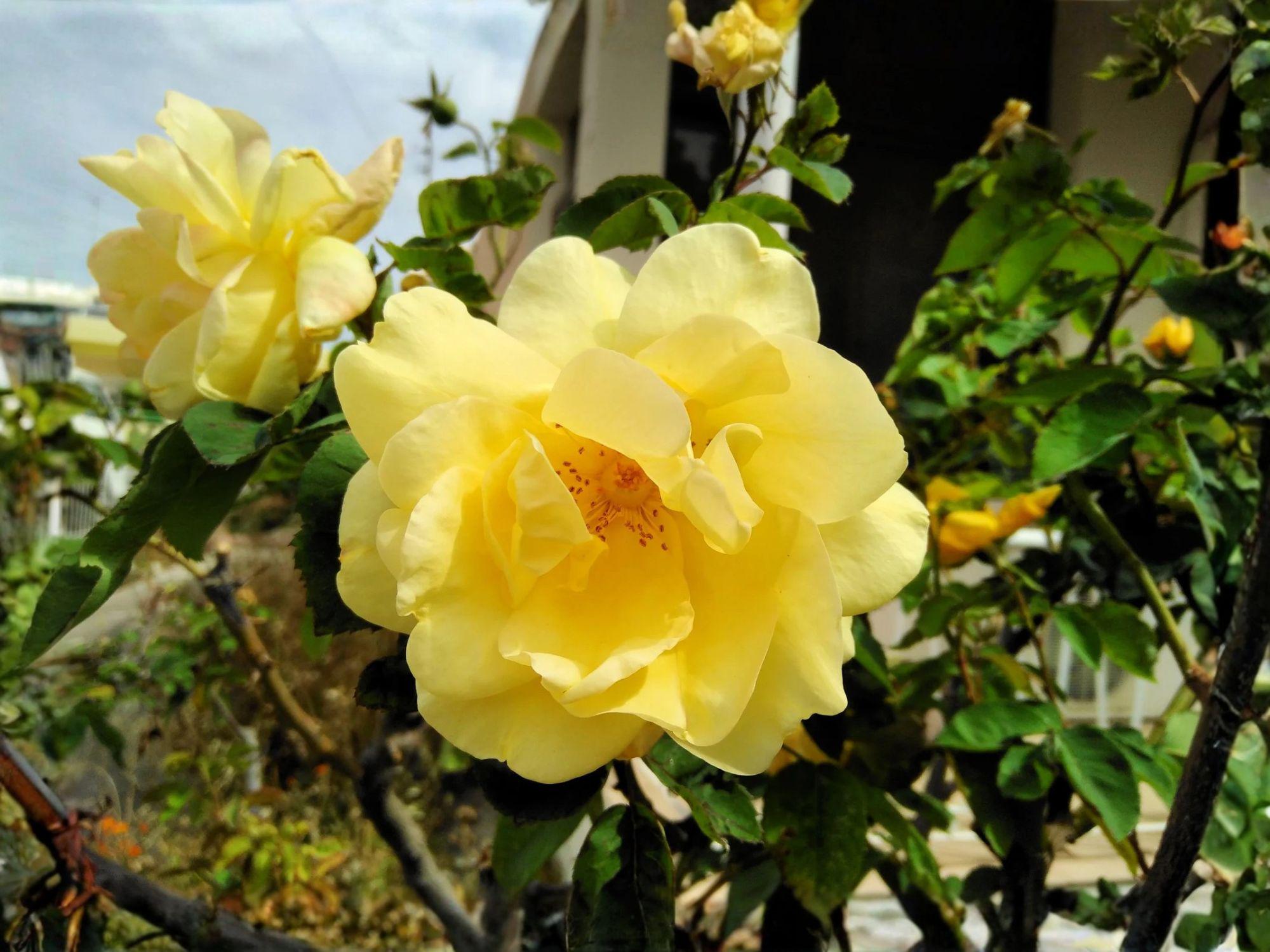 Rosa xanthina Seeds - Manchu Yellow Heirloom Rose Garden Planting, Non-GMO, Open-Pollinated, Flowering Plant