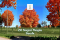 20+ Sugar Maple Seeds Acer saccharum for Bonsai & Landscape - Deciduous Tree with Yellow Fall Foliage