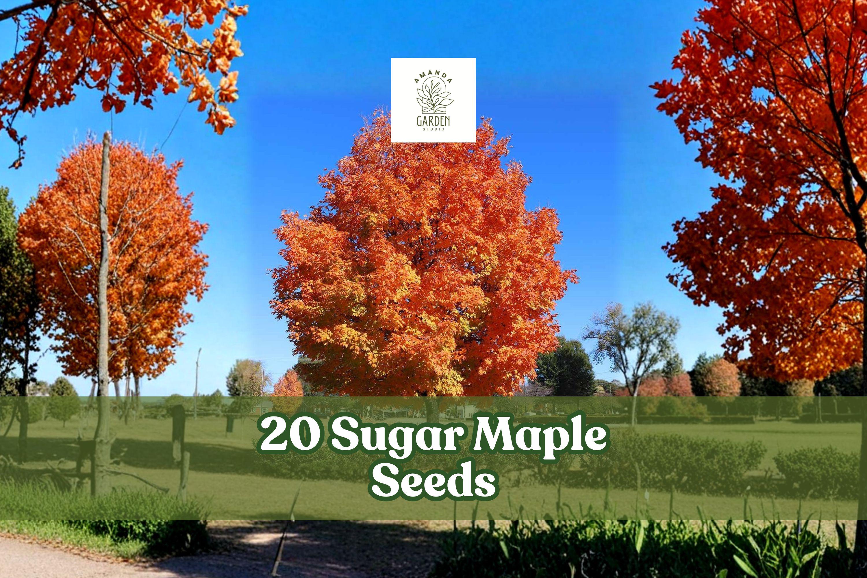 20+ Sugar Maple Seeds Acer saccharum for Bonsai & Landscape - Deciduous Tree with Yellow Fall Foliage