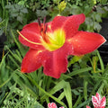 Passion for Red Daylily Bare Root Plant | Hemerocallis | Vibrant Red Blooms | Summer Perennial | Garden Flower