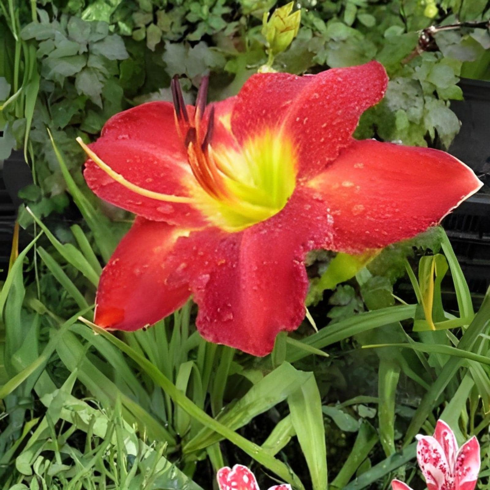 Passion for Red Daylily Bare Root Plant | Hemerocallis | Vibrant Red Blooms | Summer Perennial | Garden Flower
