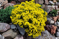 Basket of Gold Seeds (Alyssum saxatile) | Bright Yellow Perennial Ground Cover for Borders & Rock Gardens