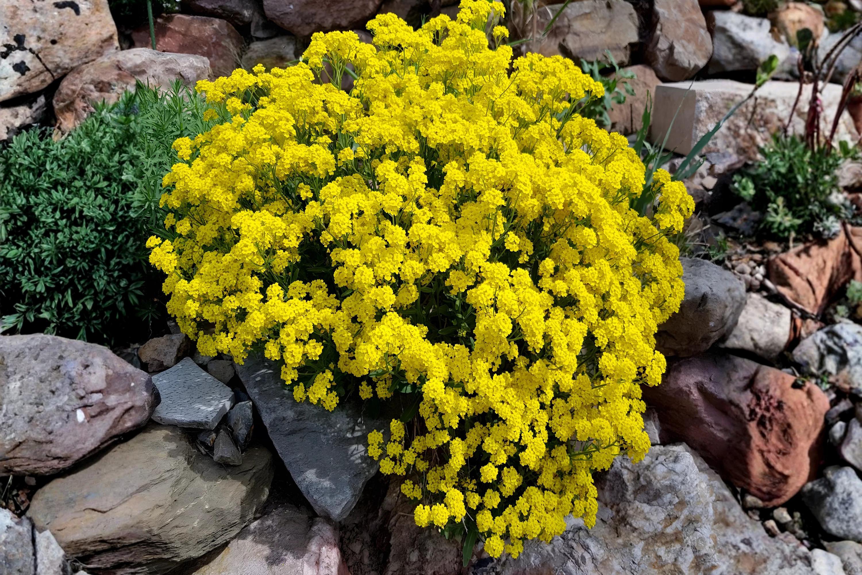 Basket of Gold Seeds (Alyssum saxatile) | Bright Yellow Perennial Ground Cover for Borders & Rock Gardens