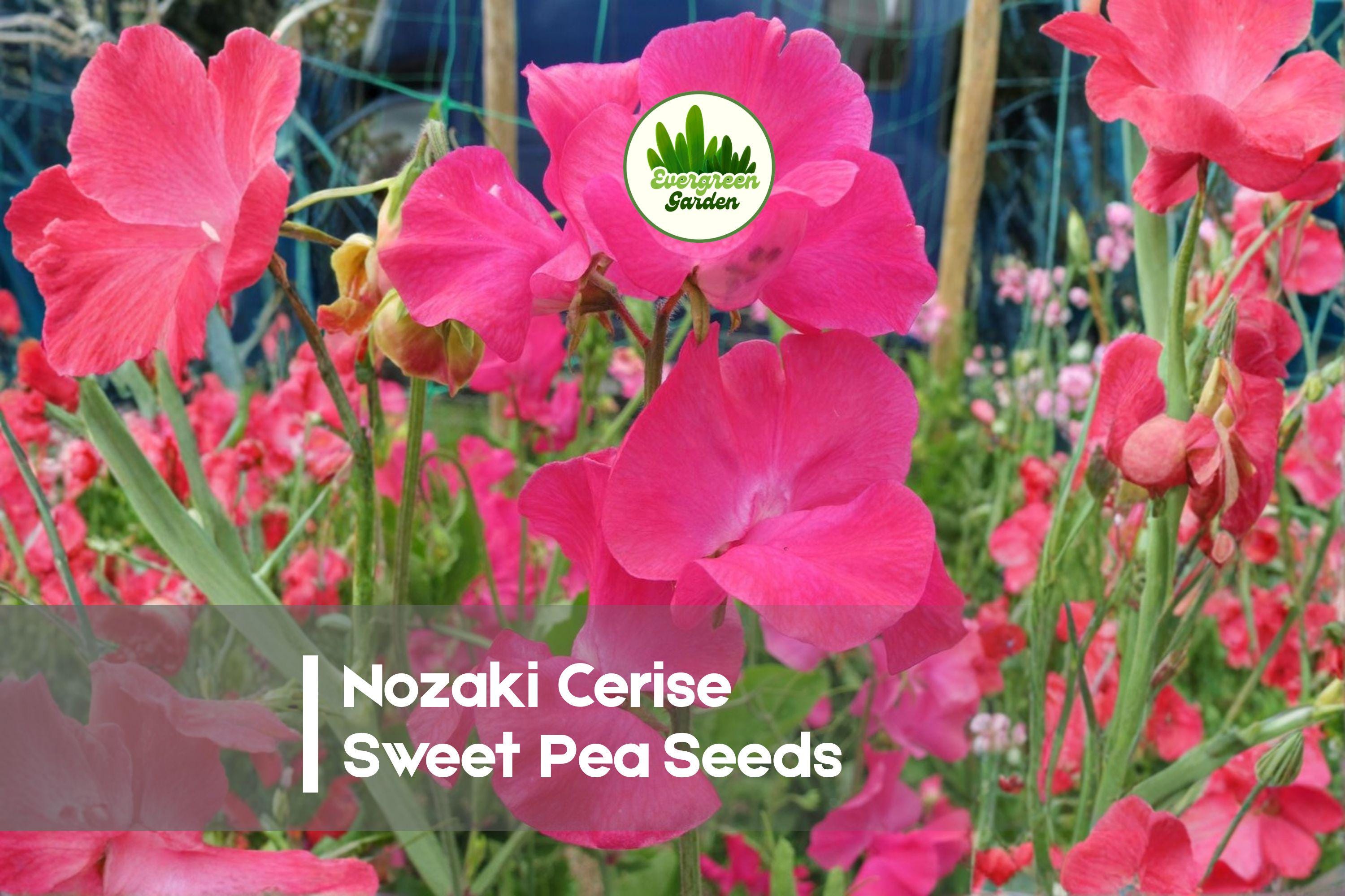Nozaki Cerise Sweet Pea Seeds – Fragrant Climbing Annual Flowers for Trellises, Fences & Borders – Lathyrus odoratus