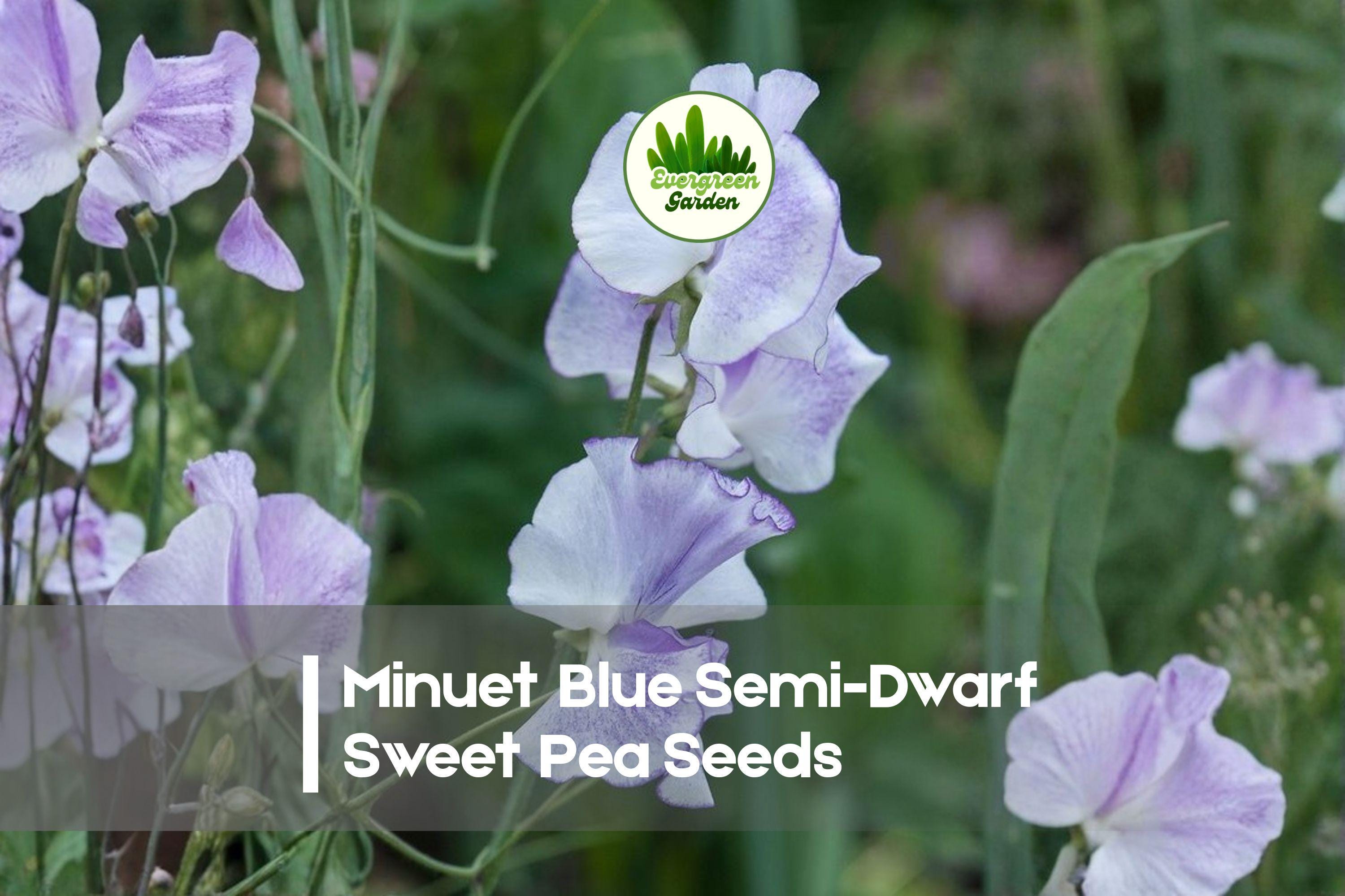 Minuet Blue Semi-Dwarf Sweet Pea Seeds | Fragrant Blue Blooms | Lathyrus odoratus | Container & Border Gardening