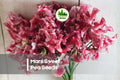 50 Mars Sweet Pea Seeds - Deep Red Climbing Flower, Lathyrus odoratus, for Trellises, Fences, Cutting Gardens