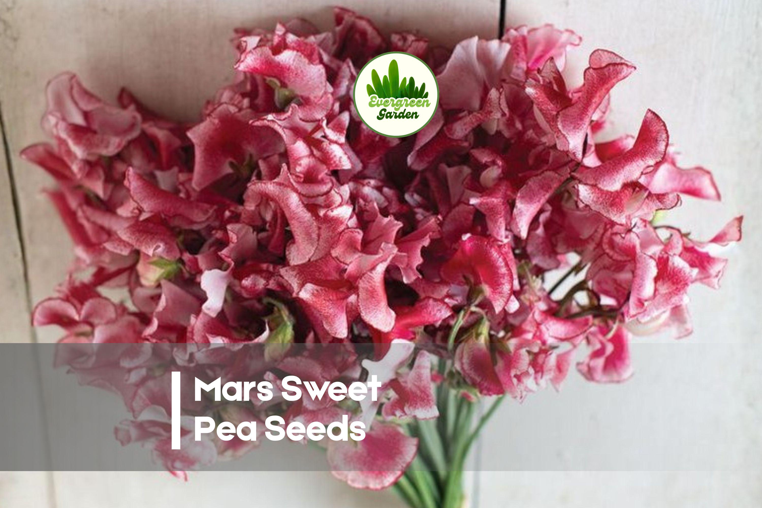 50 Mars Sweet Pea Seeds - Deep Red Climbing Flower, Lathyrus odoratus, for Trellises, Fences, Cutting Gardens