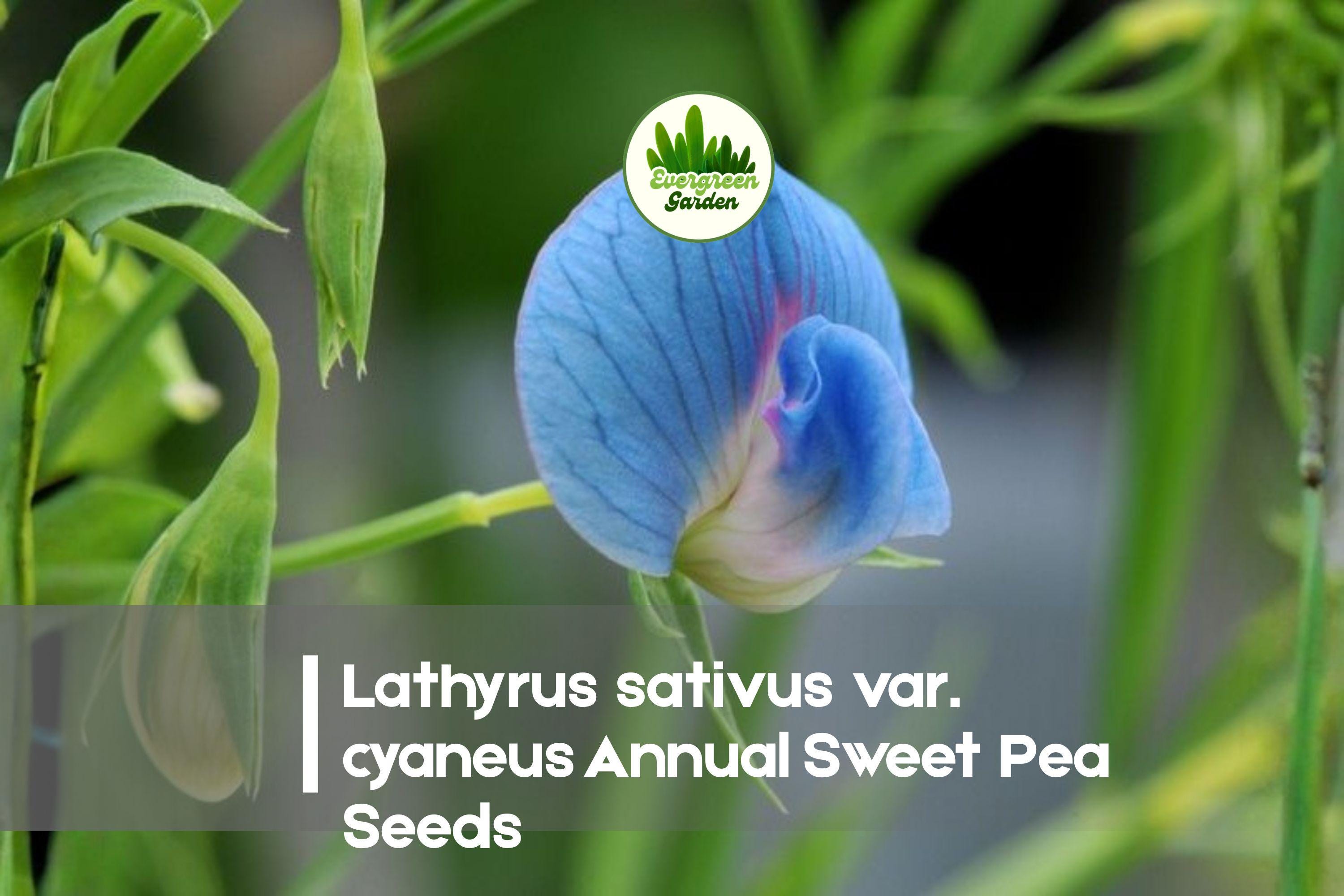 Blue Annual Sweet Pea Seeds | Lathyrus sativus var. cyaneus | Vivid Azure-Blue Flowers for Trellises & Gardens