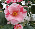 Lady Vansittart Camellia Japonica Live Plant – Pink Variegated Evergreen Shrub for Shade Gardens & Containers