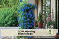 Morning Glory Seeds, Heavenly Blue, Climbing Vine, Ipomoea spp., 200+ Seeds