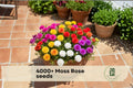 4000+ Moss Rose Seeds, Portulaca grandiflora, Colorful Double Blooms, Ground Cover, Container Planting, Sunny, Drought Tolerant