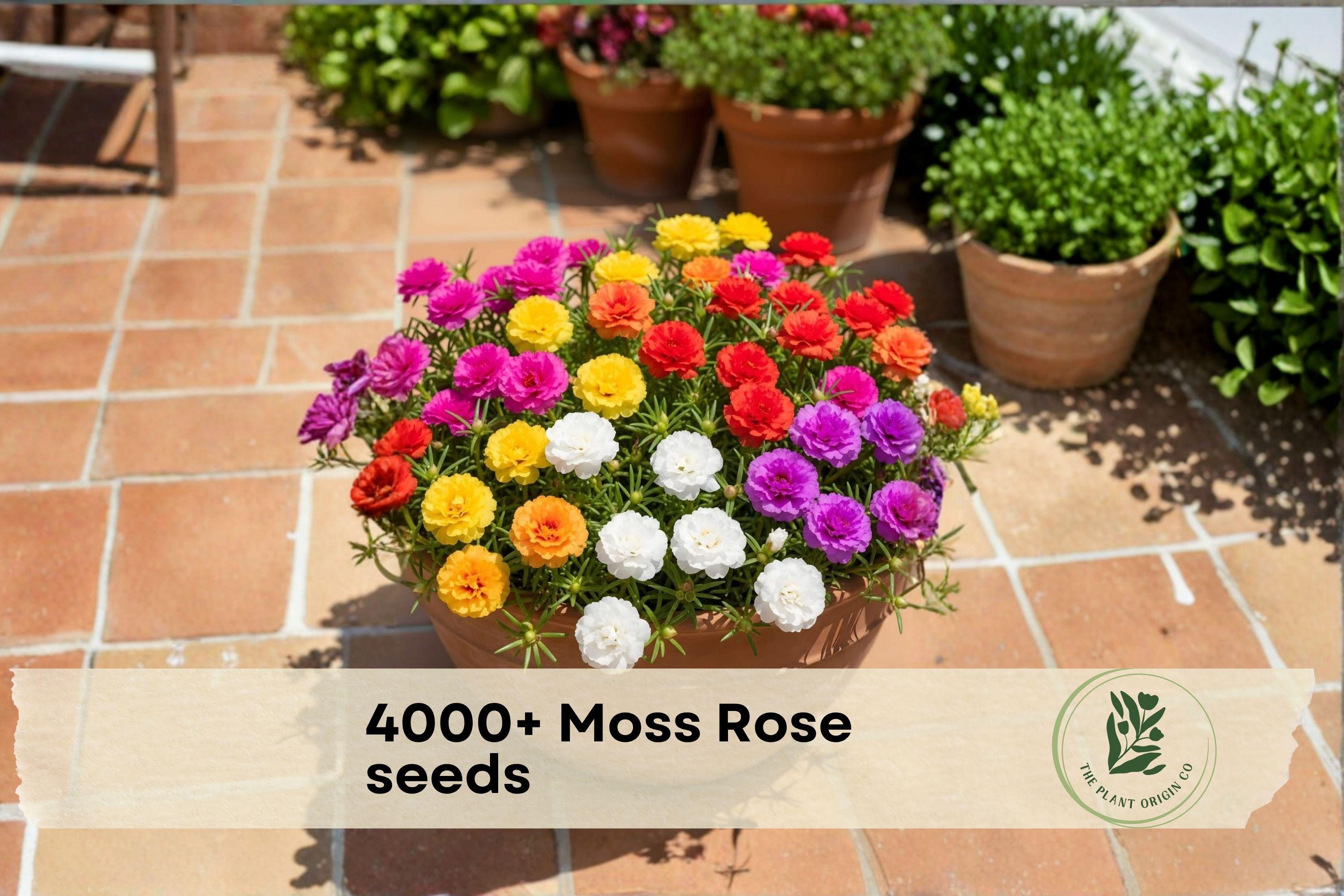 4000+ Moss Rose Seeds, Portulaca grandiflora, Colorful Double Blooms, Ground Cover, Container Planting, Sunny, Drought Tolerant