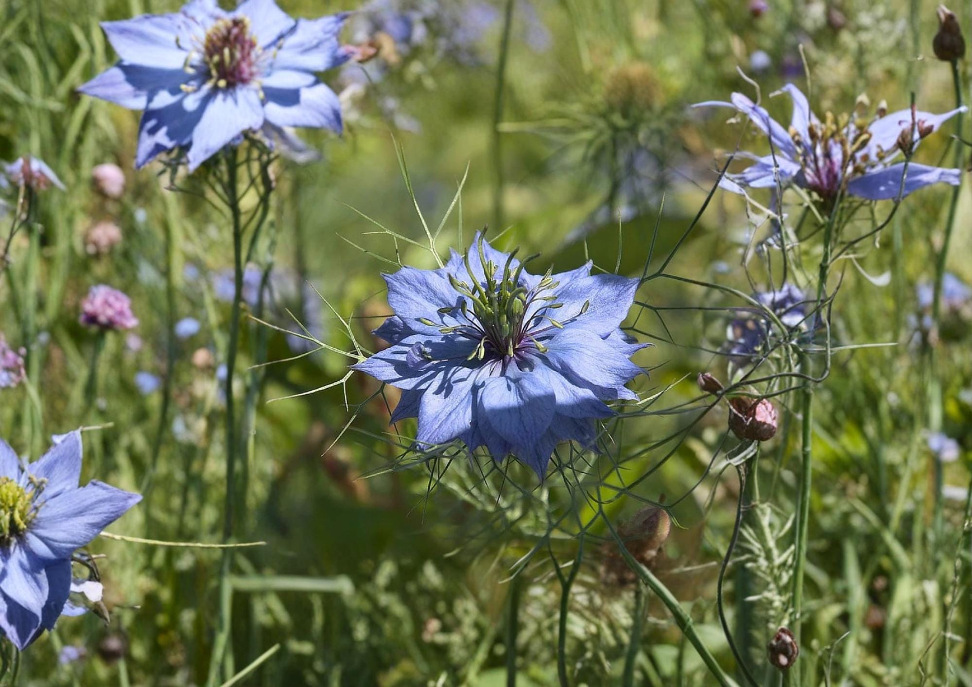 Black Cumin Seeds Nigella Sativa Heirloom Non-GMO Culinary Spice Herb Seeds for Garden, Medicinal and Ornamental Planting