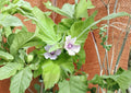 Marshmallow Seeds, Heirloom Non-GMO, Althea Officinalis, Medicinal Herb, Perennial Flower, Pollinator Friendly, Herbal Garden Plant