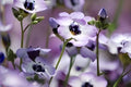 Bird’s Eyes Wildflower Seeds (Gilia tricolor) – Delicate Blue, White & Purple Blooms for Borders & Pollinator Gardens