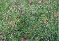 100+ Cumin Seeds, Cuminum Cyminum, Heirloom Non-GMO Culinary Herb Seeds, Aromatic Spice, Garden Planting Seeds