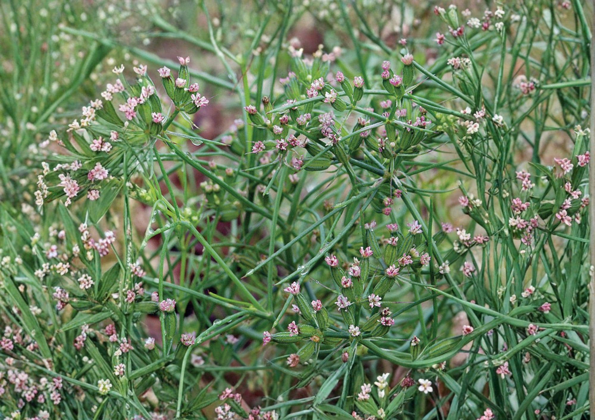 100+ Cumin Seeds, Cuminum Cyminum, Heirloom Non-GMO Culinary Herb Seeds, Aromatic Spice, Garden Planting Seeds