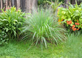 Lemongrass Seeds, Non-GMO Cymbopogon Citratus, Aromatic Culinary Herb for Cooking & Herbal Tea, Heirloom Garden Seeds