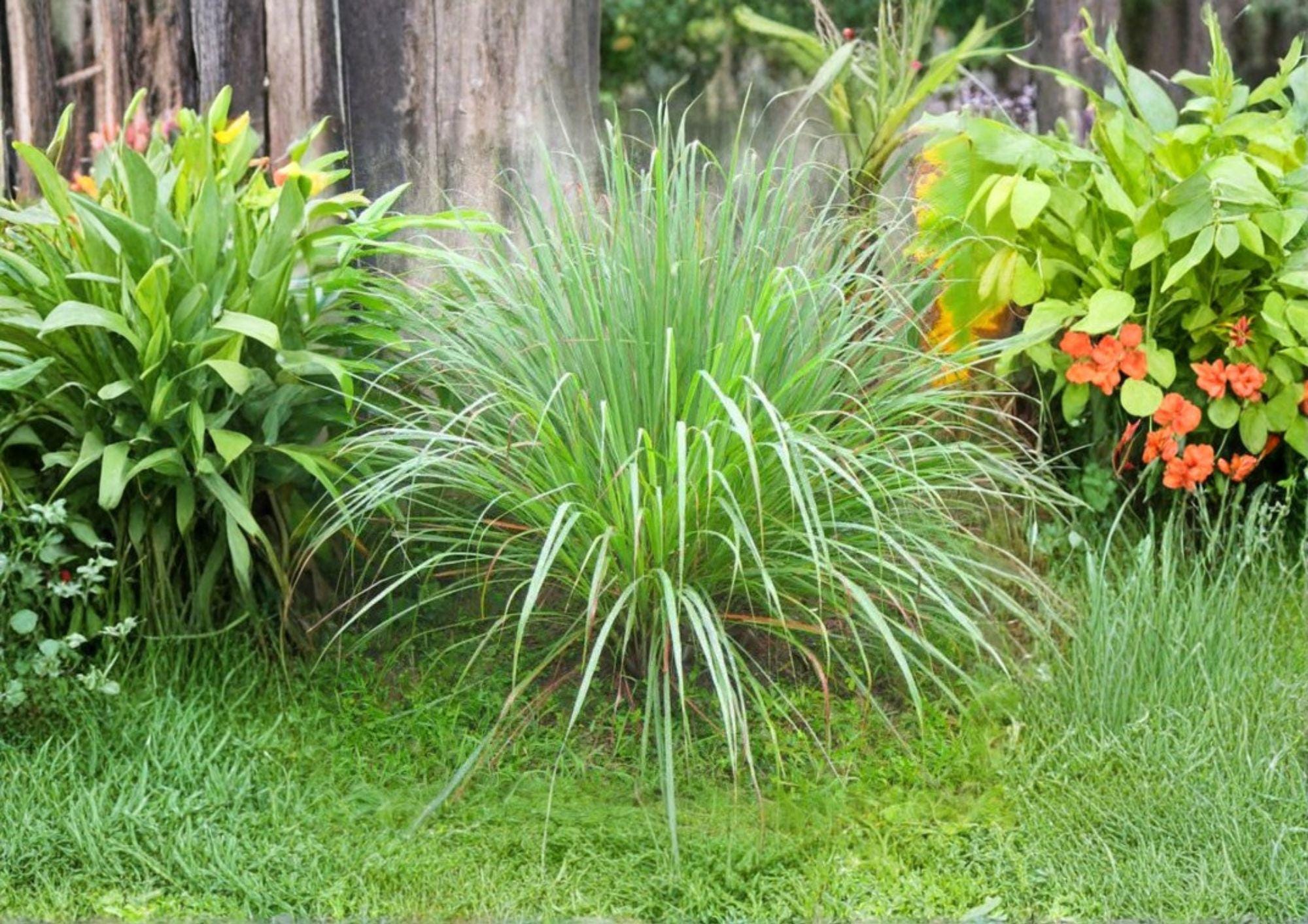 Lemongrass Seeds, Non-GMO Cymbopogon Citratus, Aromatic Culinary Herb for Cooking & Herbal Tea, Heirloom Garden Seeds