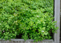 Fenugreek Seeds, Trigonella Foenum Graecum, Heirloom Non-GMO Culinary & Medicinal Herb, Grow for Leaves & Spices, 100 Seeds