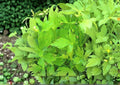 Lovage Seeds 200+ Levisticum Officinale Heirloom Non-GMO Perennial Culinary & Medicinal Herb Seeds