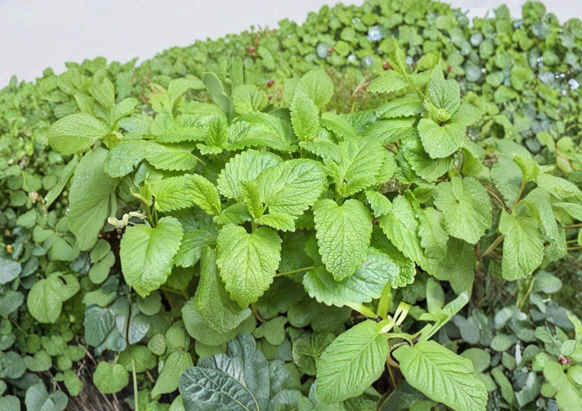 Lemon Balm Seeds, Melissa Officinalis, Heirloom Non-GMO, Perennial Aromatic Herb, Medicinal and Culinary Planting Seeds