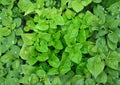 Watercress Seeds, Heirloom Non-GMO, Aquatic Herb, Peppery Green, Nasturtium officinale, Garden Planting Seeds