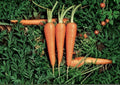 1000 Danvers 126 Carrot Seeds Heirloom Non-GMO Vegetable Seeds for Home Garden, Sweet Root Carrots, Daucus Carota