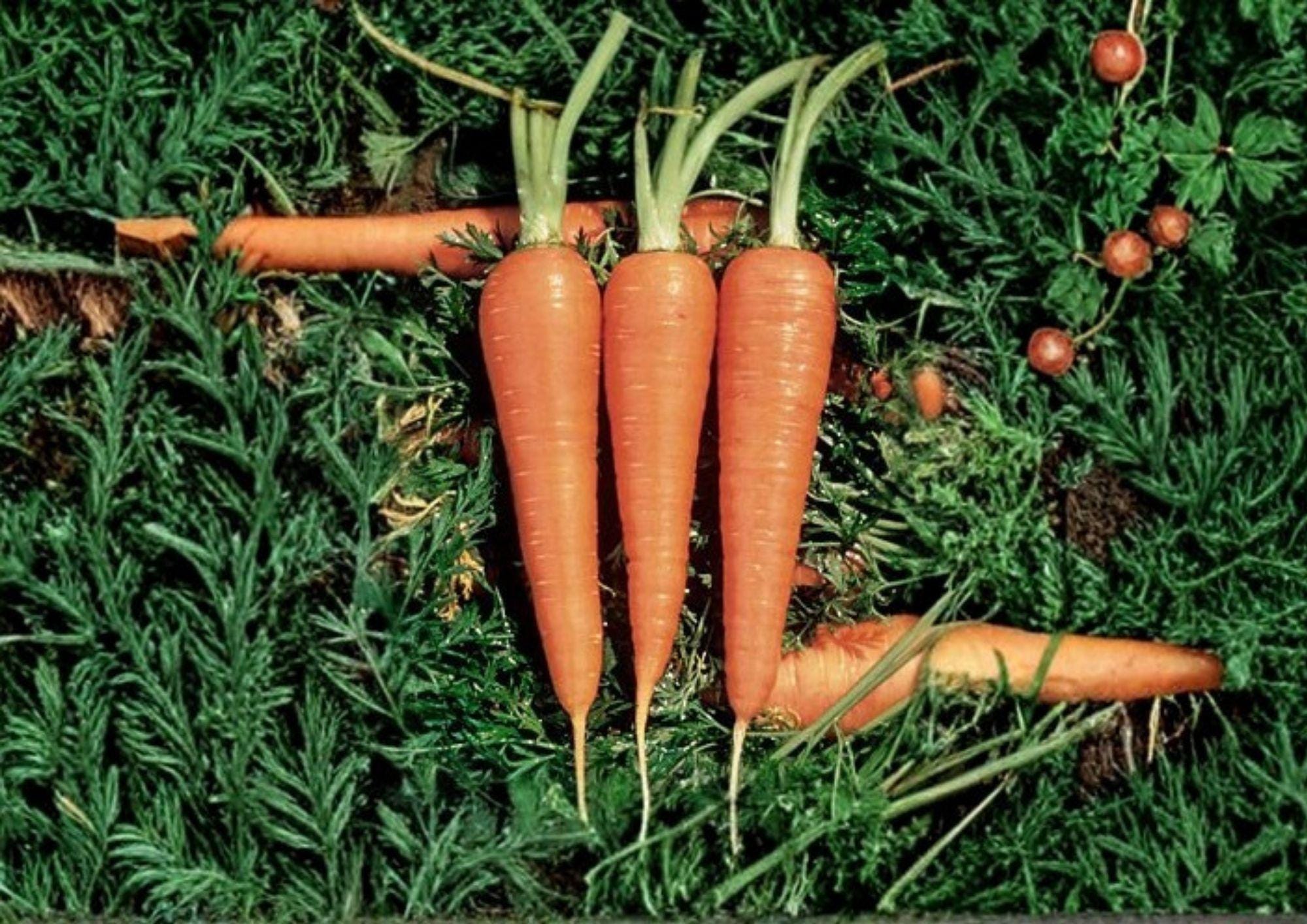 1000 Danvers 126 Carrot Seeds Heirloom Non-GMO Vegetable Seeds for Home Garden, Sweet Root Carrots, Daucus Carota