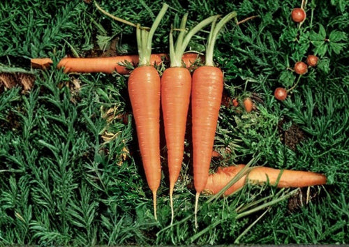 1000 Danvers 126 Carrot Seeds Heirloom Non-GMO Vegetable Seeds for Home Garden, Sweet Root Carrots, Daucus Carota