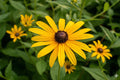 Black-eyed Susan Seeds (400) | Rudbeckia hirta Wildflower for Gardens, Borders & Pollinators