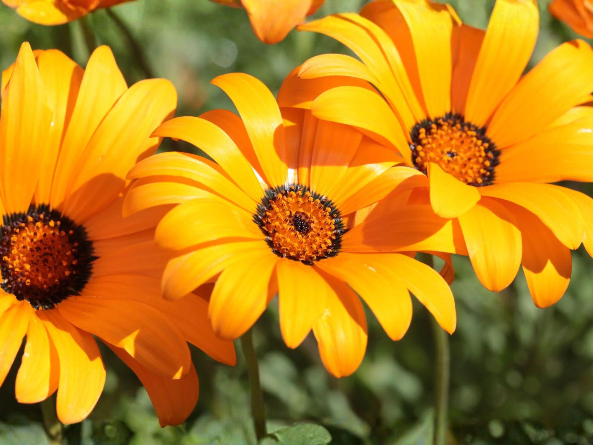 African Daisy Seeds - Heirloom Non-GMO Dimorphotheca sinuata Flower Garden Seeds for Bright Color and Easy Growth