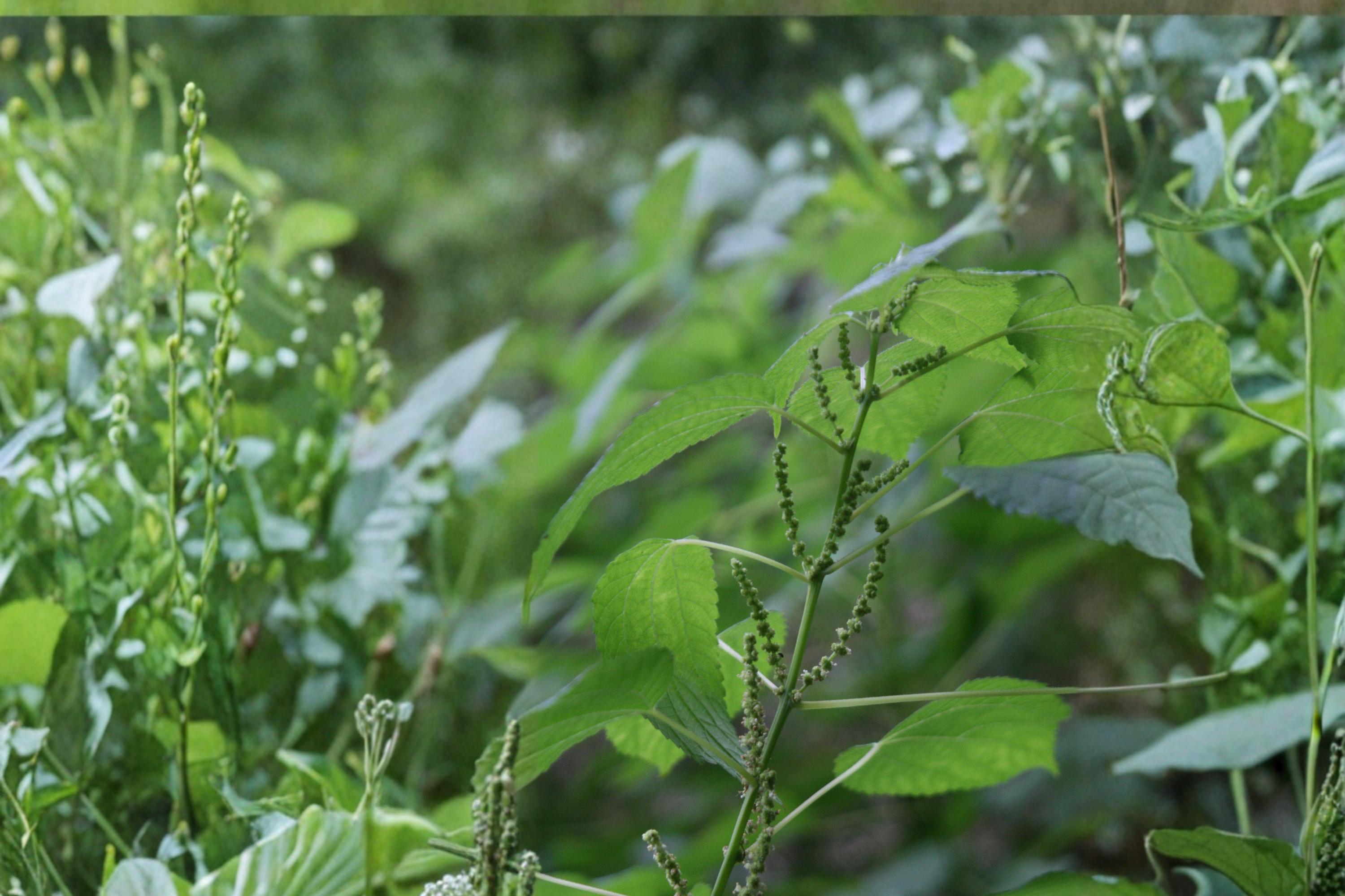 Smallspike False Nettle Seeds – Herbaceous Perennial, Green Flowers, Boehmeria cylindrica, Wetland & Woodland Edge Plant